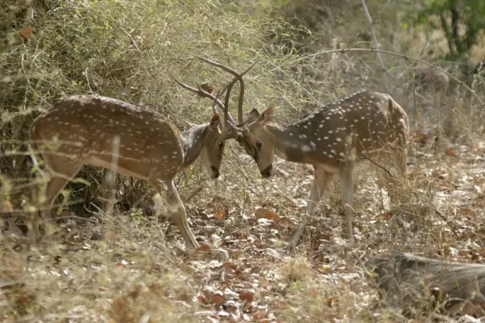 Framed Print : Chital - fighting Bandhavgarh NP, India Order: Artiodactyla Fm: Cervidae Framed Print : Chital - fighting Bandhavgarh NP, India Order: Artiodactyla Fm: Cervidae