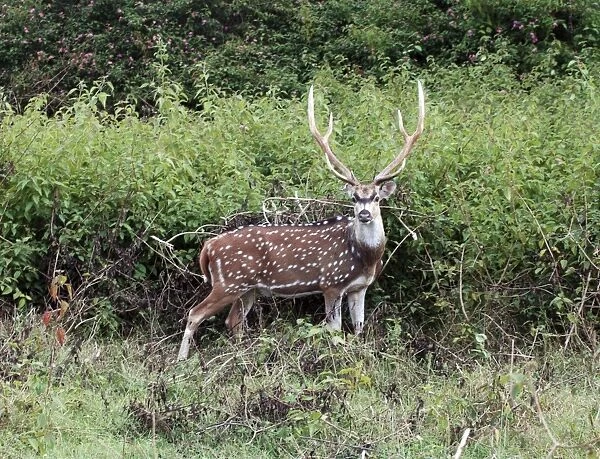 Chital  /  Spotted Deeer /  Axis Deer. India & Sri Lanka (introduced to New Zealand). Stag