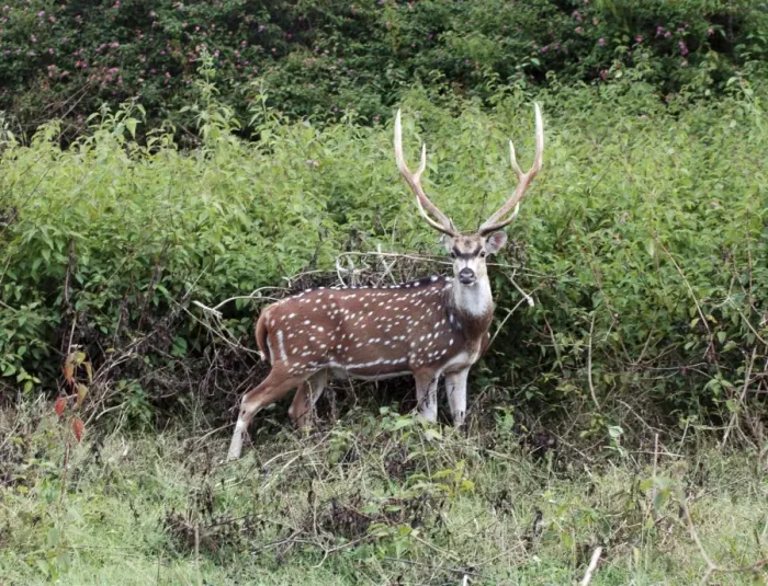 Framed Print : Chital  /  Spotted Deeer /  Axis Deer. India & Sri Lanka (introduced to New Zealand). Stag
