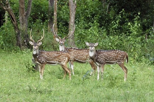 Chital  /  Spotted Deeer  /  Axis Deer. India & Sri Lanka (introduced to New Zealand). Stags and hind