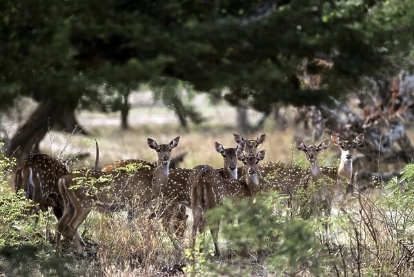 Chital  /  Spotted Deer