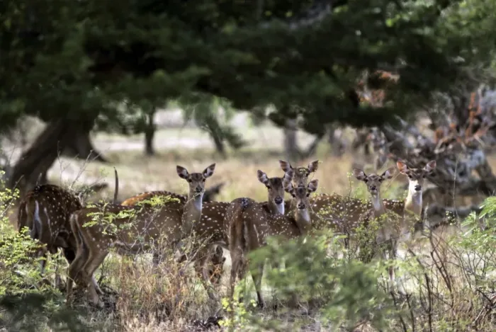 Framed Print : Chital / Spotted Deer Framed Print : Chital / Spotted Deer