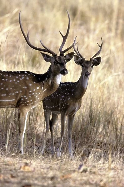 Chital  /  Spotted Deer - Bandhavgarh National Park India