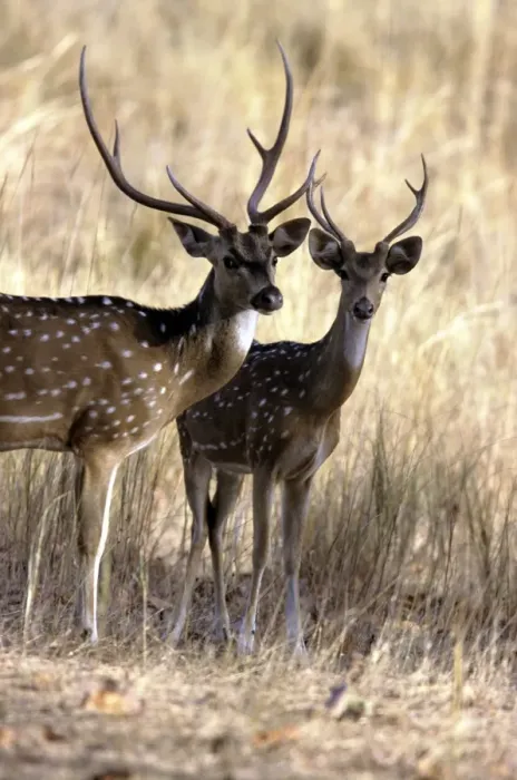 Framed Print : Chital / Spotted Deer - Bandhavgarh National Park India Framed Print : Chital / Spotted Deer - Bandhavgarh National Park India