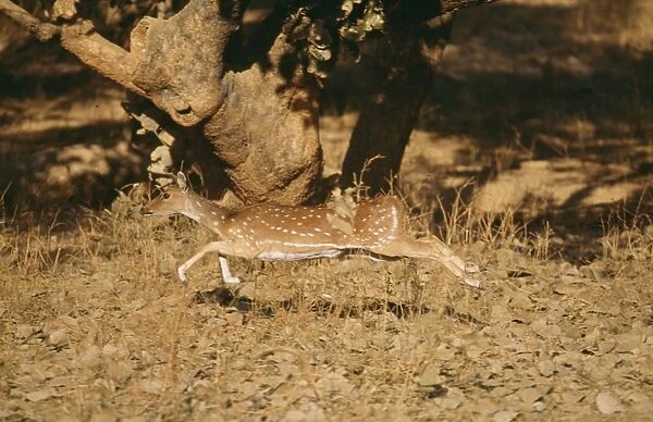 Chital  /  Spotted Deer CB 94 Ranthambhore National Park india Axis axis © Chris Brunskill  /  ARDEA LONDON