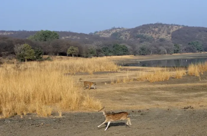 Framed Print : Chital / Spotted Deer Fleeing from Bengal / Indian Tiger. Ranthambore National Park, India Framed Print : Chital / Spotted Deer Fleeing from Bengal / Indian Tiger. Ranthambore National Park, India
