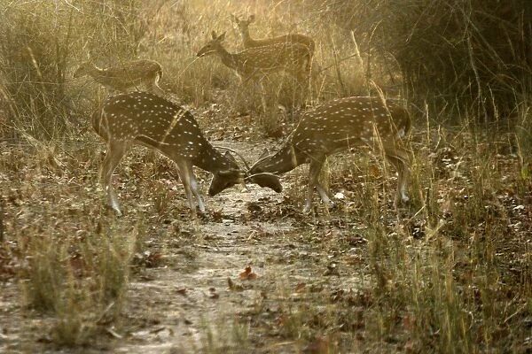 Chital  /  Spotted Deer - Two in headlock, with others behind. Order: Artiodactyla Family: Cervidae Sub-Family: Cervinae Bandhavgarh N. P. India