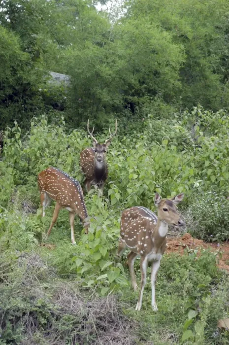 Framed Print : Chital  /  Spotted Deer India