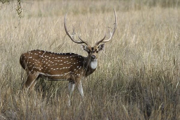 Chital  /  Spotted Deer - Order: Artiodactyla Family: Cervidae Sub-Family: Cervinae Bandhavgarh N. P. India