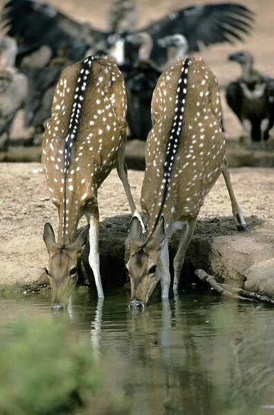 Chital  /  Spotted Deer - Rajasthan India