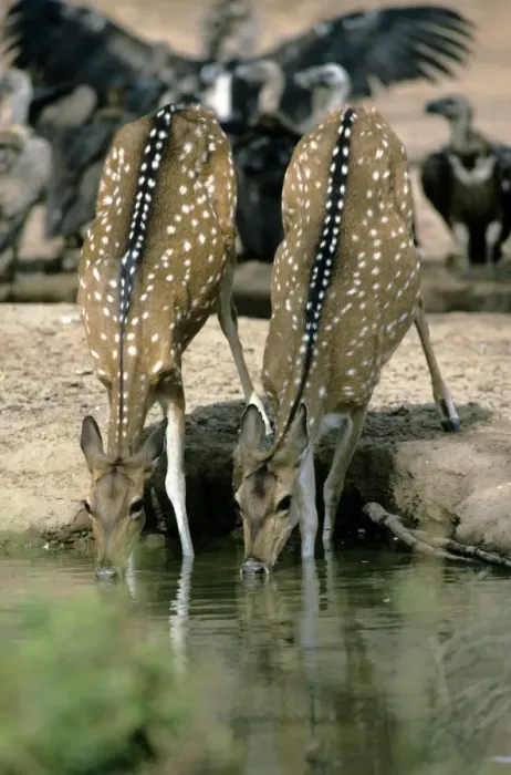 Framed Print : Chital / Spotted Deer - Rajasthan India Framed Print : Chital / Spotted Deer - Rajasthan India