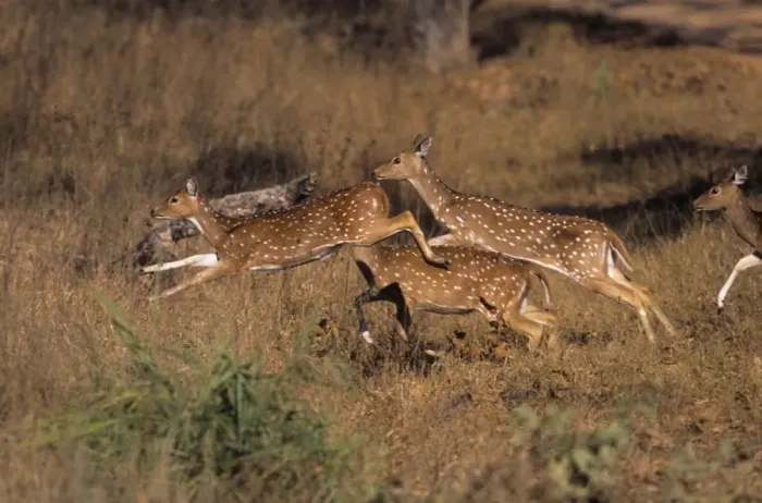 Framed Print : Chital  /  Spotted Deers leaping, Kanha National Park, India