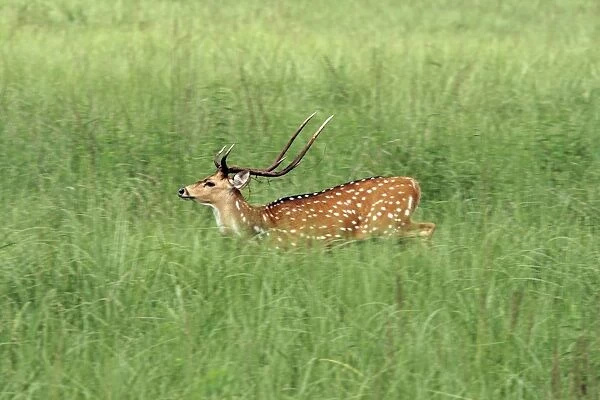 Chital stag in the grassland Corbett National Park, India