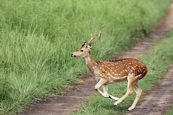 Chital stag on the jungle track, Corbett National Park, India