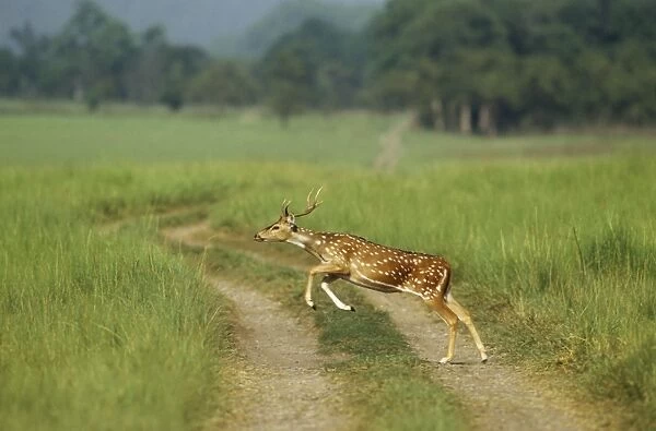 Chital stag leaping, Corbett National Park, India