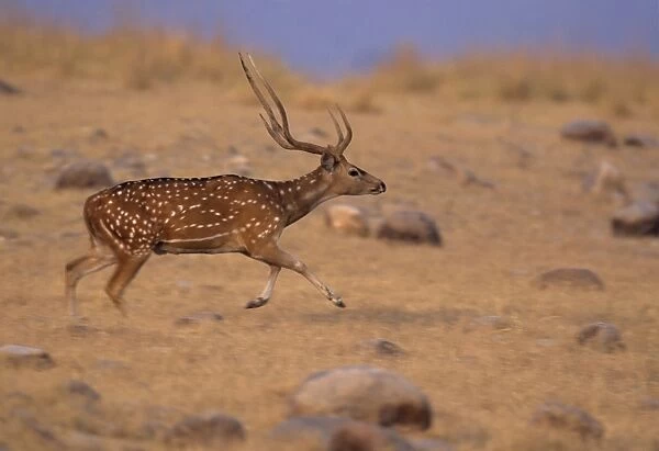 Chital Stag on the move, Corbett National Park, India