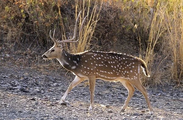 Chital Stag Ranthambhor National Park, India