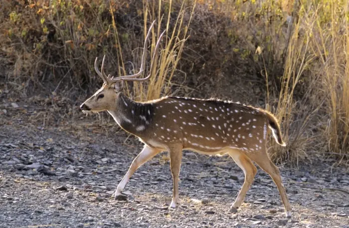Framed Print : Chital Stag Ranthambhor National Park, India Framed Print : Chital Stag Ranthambhor National Park, India