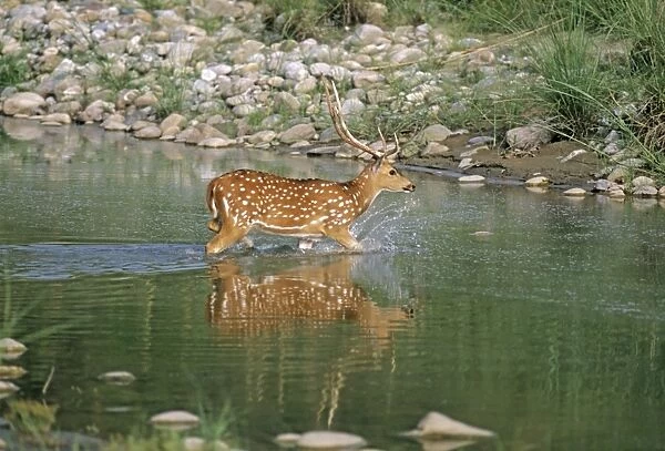 Chital Stag - in river Ramganga, Corbett National Park, India