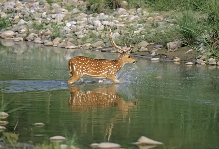 Framed Print : Chital Stag - in river Ramganga, Corbett National Park, India Framed Print : Chital Stag - in river Ramganga, Corbett National Park, India
