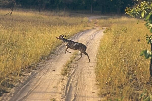 Chital - Stag running  /  leaping across track Bandhavgarh National Park, India