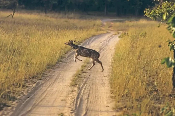 Framed Print : Chital - Stag running / leaping across track Bandhavgarh National Park, India Framed Print : Chital - Stag running / leaping across track Bandhavgarh National Park, India