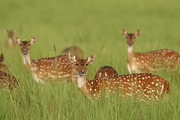Chitals  /  Spotted deer - in grassland, Corbett National Park, Uttaranchal, India