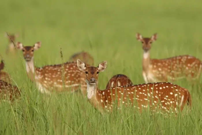 Framed Print : Chitals  /  Spotted deer - in grassland, Corbett National Park, Uttaranchal, India