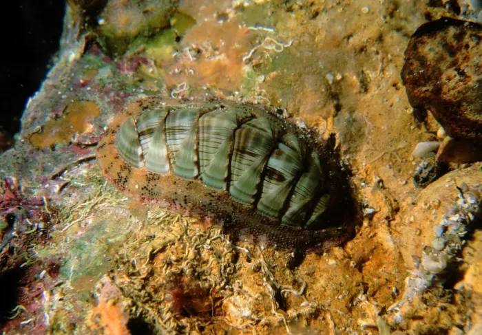 Framed Print : Chiton, Rhyssoplax calliozona, a common Chiton found under rocks, Edithburgh, South Australia, Australia, Southern Ocean Framed Print : Chiton, Rhyssoplax calliozona, a common Chiton found under rocks, Edithburgh, South Australia, Australia, Southern Ocean