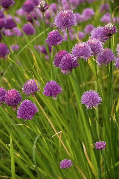 Chives. ROG-12668. Chives. rare in UK, and widely grown in herb gardens
