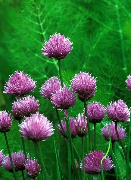 Chives - An attractive border plant in a vegetable garden - May Kent, UK