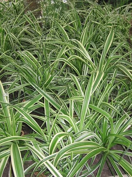 Chlorophytum comosum variegatum - In garden