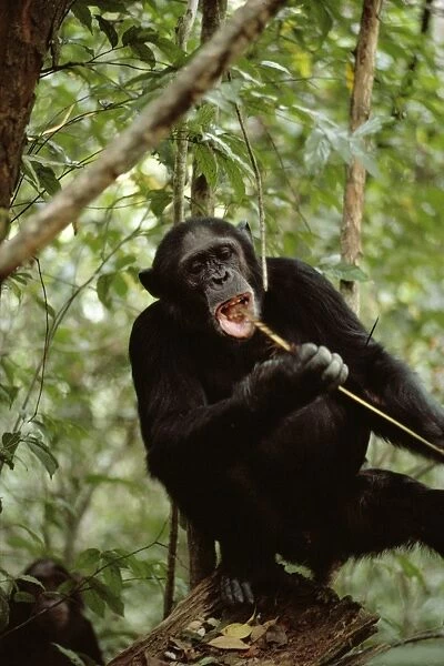 Chmpanzee AW 4908 “Prof” fishing for & eating Safari Ants, Gombe, Tanzania, Africa. Pan troglodytes © Adrian Warren  /  ardea. com