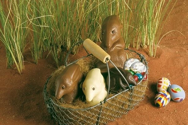Chocolate Bilby - Australia's version of the Easter bunny JLR07163