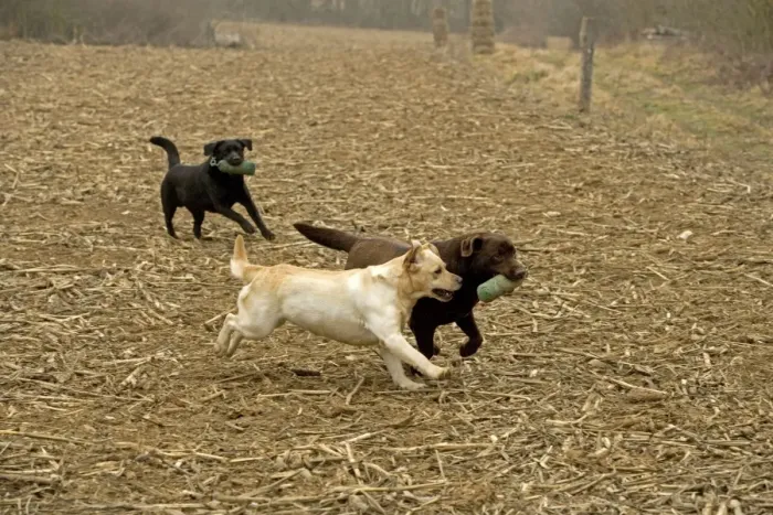 Framed Print : Chocolate, Black and Yellow Labradors - running, carrying dummies (gundog training equipment) Framed Print : Chocolate, Black and Yellow Labradors - running, carrying dummies (gundog training equipment)