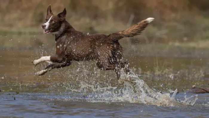 Framed Print : Chocolate border collie, Canis familiaris, playing in water, Maryland Framed Print : Chocolate border collie, Canis familiaris, playing in water, Maryland