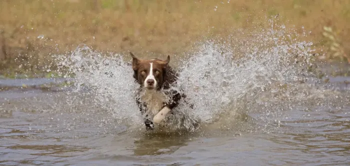 Framed Print : Chocolate border collie, Canis familiaris, playing in water, Maryland Framed Print : Chocolate border collie, Canis familiaris, playing in water, Maryland