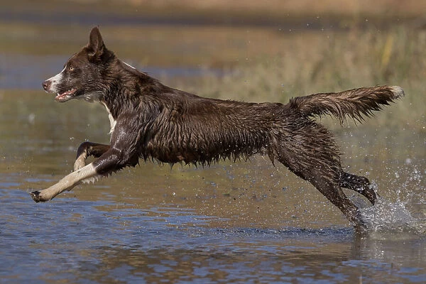 Chocolate border collie, Canis familiaris, playing in water, Maryland