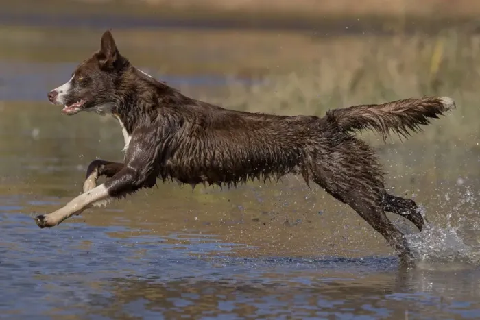 Framed Print : Chocolate border collie, Canis familiaris, playing in water, Maryland Framed Print : Chocolate border collie, Canis familiaris, playing in water, Maryland