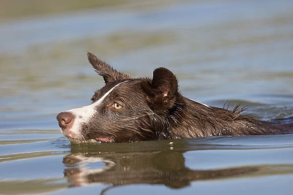 Chocolate border collie, Canis familiaris, playing in water, swimming, Arizona