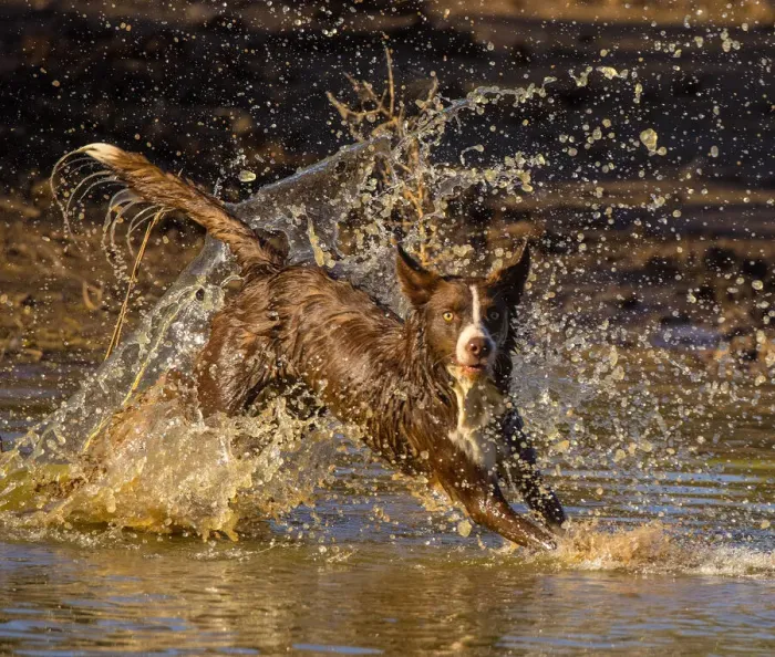 Framed Print : Chocolate border collie, Canis familiaris, playing in water, Arizona Framed Print : Chocolate border collie, Canis familiaris, playing in water, Arizona