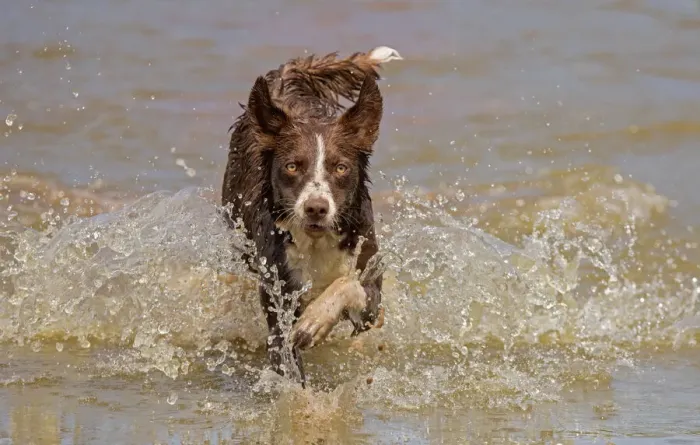 Framed Print : Chocolate border collie, Canis familiaris, playing in water, Maryland Framed Print : Chocolate border collie, Canis familiaris, playing in water, Maryland
