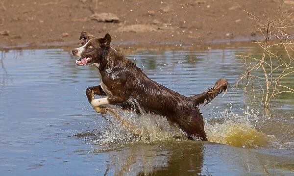 Chocolate border collie, Canis familiaris, playing in water, chasing dragonfly, Arizona