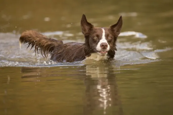 Framed Print : Chocolate border collie, Canis familiaris, playing in water, Maryland Framed Print : Chocolate border collie, Canis familiaris, playing in water, Maryland