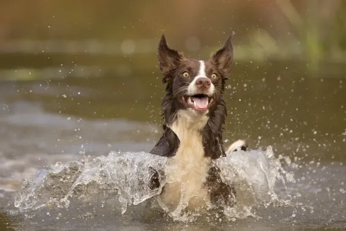 Framed Print : Chocolate border collie, Canis familiaris, playing in water, Maryland Framed Print : Chocolate border collie, Canis familiaris, playing in water, Maryland