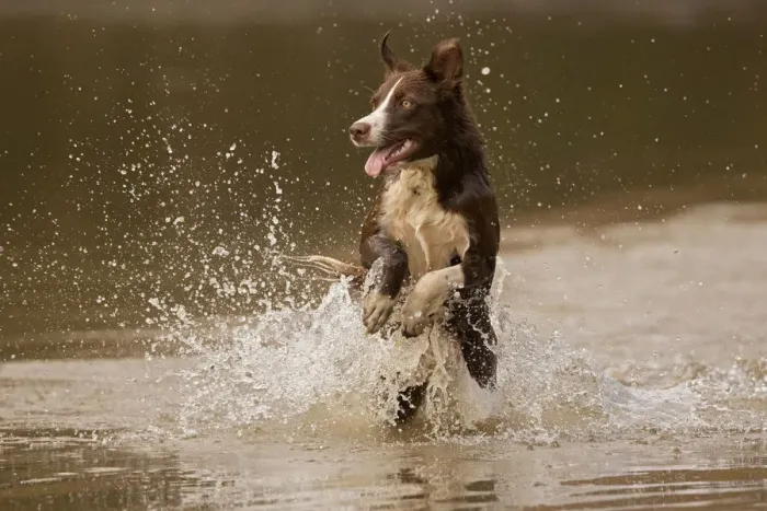 Framed Print : Chocolate border collie, Canis familiaris, playing in water, Maryland Framed Print : Chocolate border collie, Canis familiaris, playing in water, Maryland