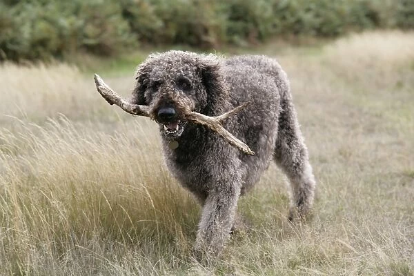 Chocolate labradoodle - carrying stick