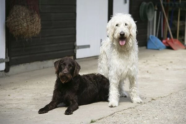 Chocolate labradoodle + Cream labradoodle infront of stable