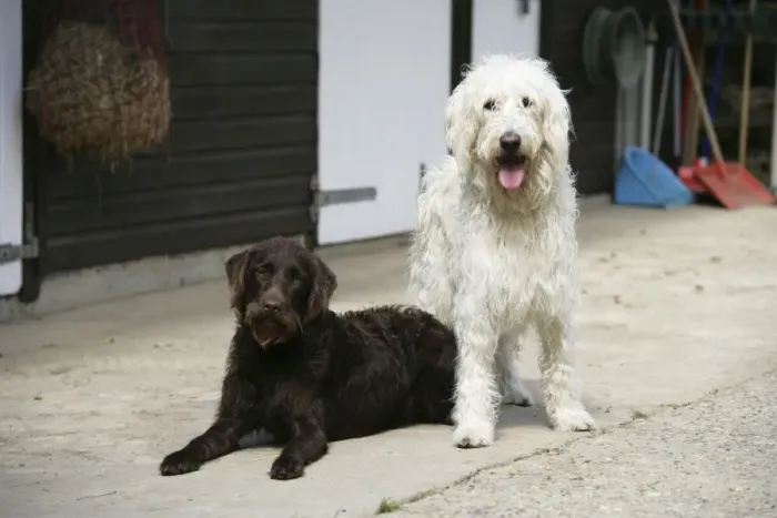 Framed Print : Chocolate labradoodle + Cream labradoodle infront of stable Framed Print : Chocolate labradoodle + Cream labradoodle infront of stable