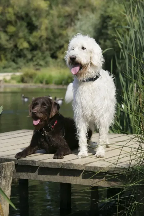 Framed Print : Chocolate labradoodle + Cream labradoodle on wooden platform Framed Print : Chocolate labradoodle + Cream labradoodle on wooden platform